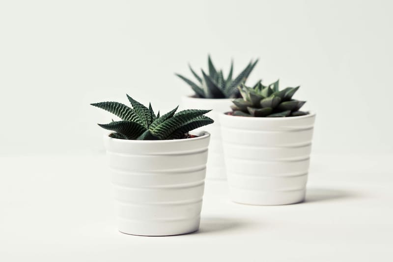Algunas plantas pueden obstruir el flujo de energía tornando los ambientes densos. (Foto: Pexels)
