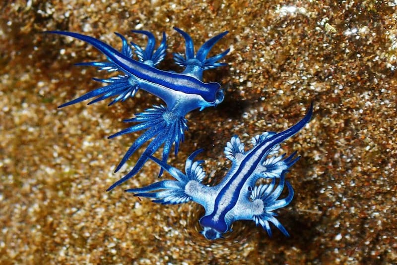 Así luce el Dragón Azul. Foto: Instagram @vidamarina.tenerife.