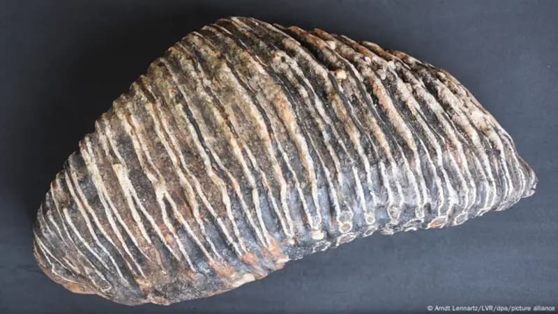 Encuentran un diente de mamut que podría tener hasta 125.000 años de antiguedad. (Arndt Lennartz/LVR/dpa/picture allianc)