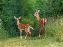 Detectan Ómicron en ciervos de Nueva York: ¿hay riesgo de que provoquen nuevas variantes?