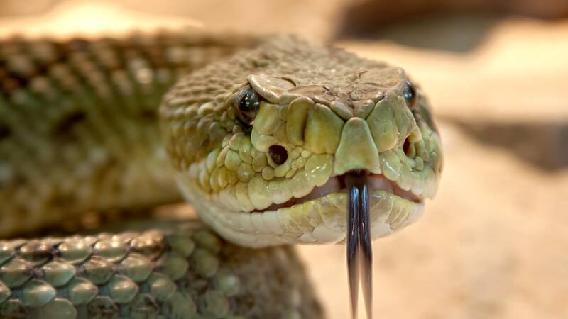 Los reptiles ocuparon el territorio prácticamente en su totalidad.