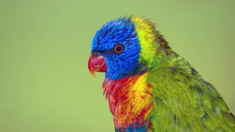La especie en cuestión tiene rasgos particulares y es propia de las Islas Canarias.