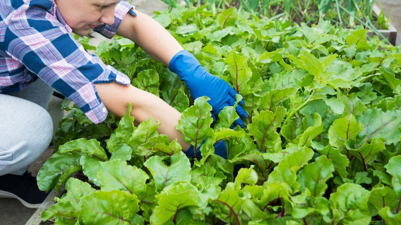 Conocé los secretos de la jardinería de kiwis, sus variedades y los cuidados especiales