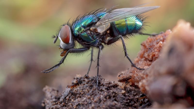 <div class="migrated-promo-image__description"><div class="migrated-promo-image__source">Fuente: Pexels</div></div>