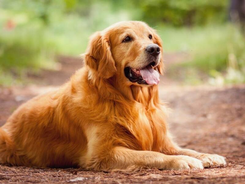 El Golden Retriever se posicione en el tercer lugar. (Foto: Freepik)