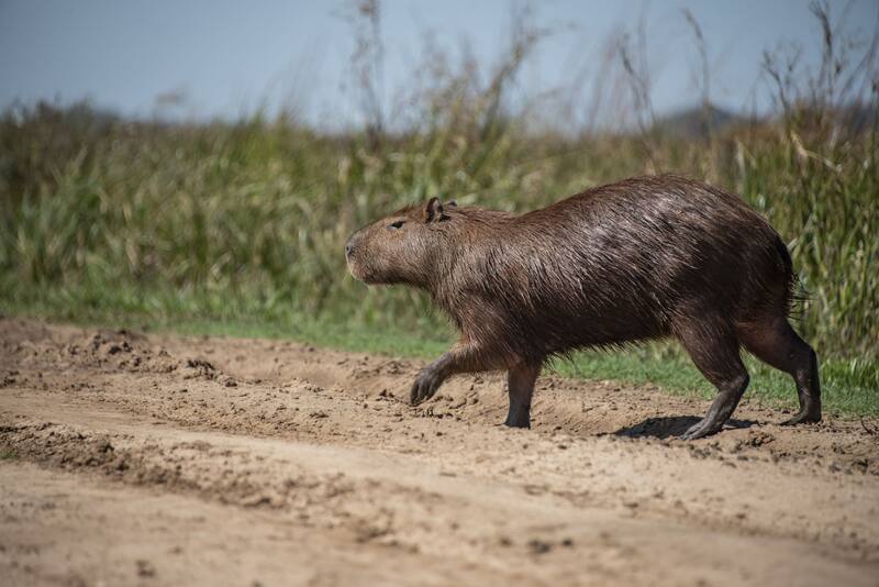 Carpinchos en el Parque Iberá. Crédito: APN