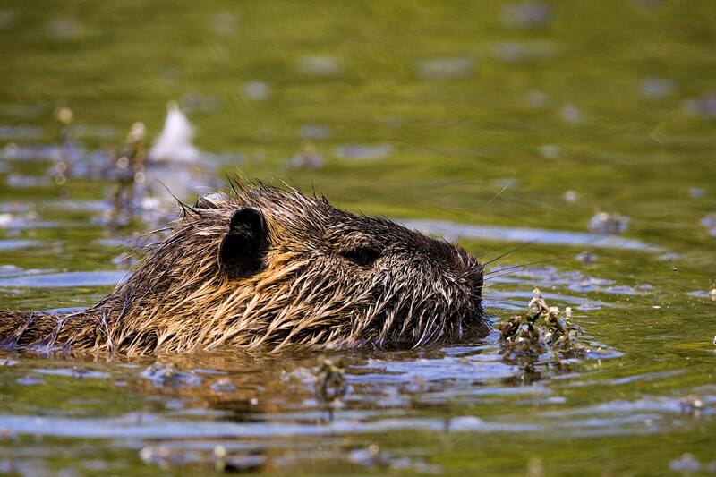 Estos animales ayudan a reducir la severidad de incendios forestales mediante la creación de hábitats húmedos. Fuente: Pixabay.