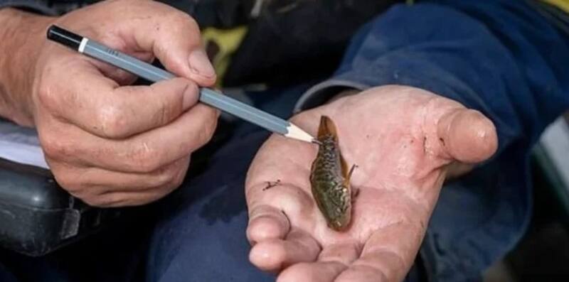 Fuente: Departamento de Ambiente, Tierra, Agua y Planeación de Kerang, Australia.