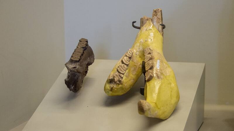 Mandíbula de Bondesiomys chasiquensis en el Museo de La Plata. (CONICET)