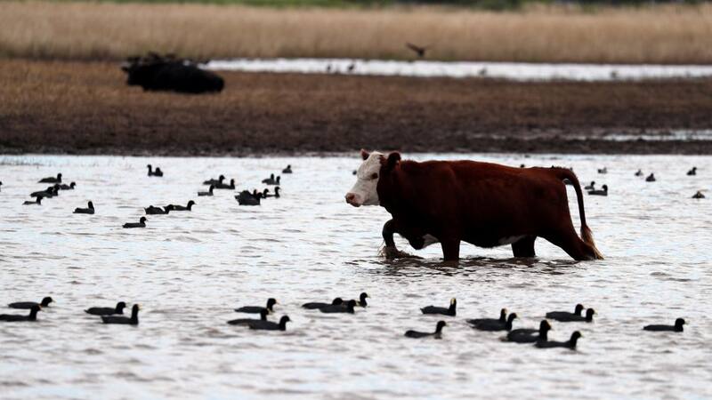 A cow grazes in a flooded field near Norberto de la Riestra, Argentina, January 8, 2019. Picture taken January 8, 2019. REUTERS/Marcos Brindicci