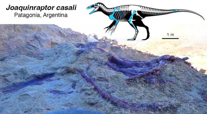 Lo que inicialmente parecía un hallazgo rutinario se transformó en uno de los descubrimientos paleontológicos más significativos de la década (Fuente: Marcelo Luna-Laboratorio Paleontología de Vertebrados de UNPSJB).