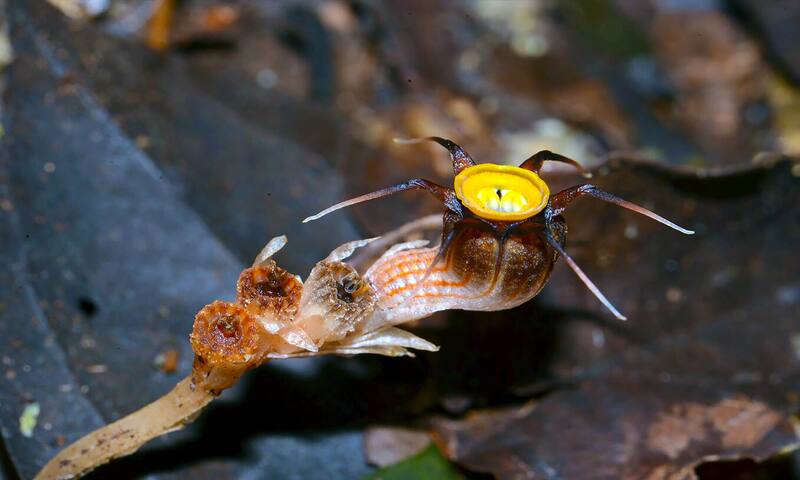 Se encuentra principalmente en áreas específicas de Malasia peninsular, como la Reserva de Vida Silvestre Tengku Hassanal. (Fuente: X @EarthDotCom / PhytoKeys)