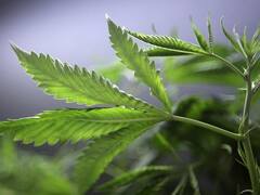 El Gobierno legalizó el autocultivo de cannabis para uso medicinal