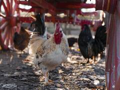 La gripe aviar llegó a California: cómo protegerse y evitar el contagio según recomendaciones de los CDC