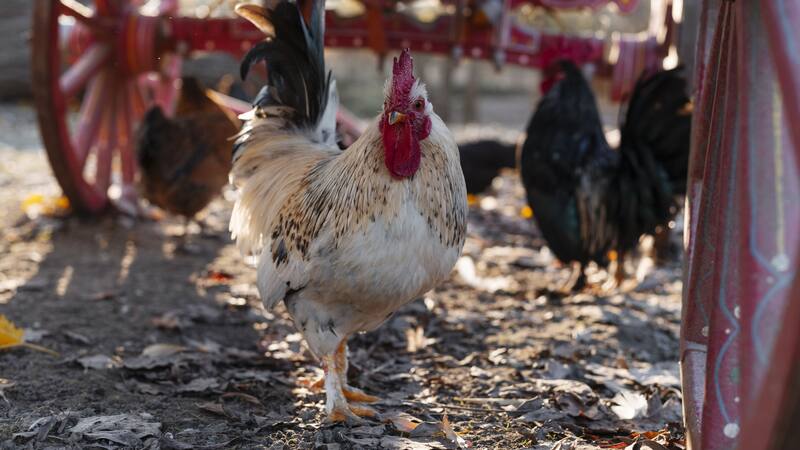 La gripe aviar ha afectado gravemente a la industria avícola en Estados Unidos.