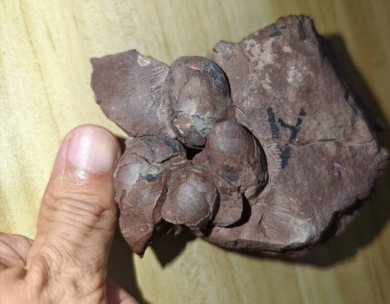 Los huevos pudieron conservarse gracias a condiciones ambientales y geológicas favorables, pero también a la dureza de su cáscara. (Foto: www.cug.edu.cn).