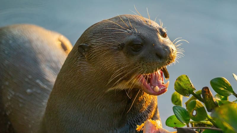 <div class="migrated-promo-image__description"><div class="migrated-promo-image__source">Fuente: Rewilding Argentina</div></div>