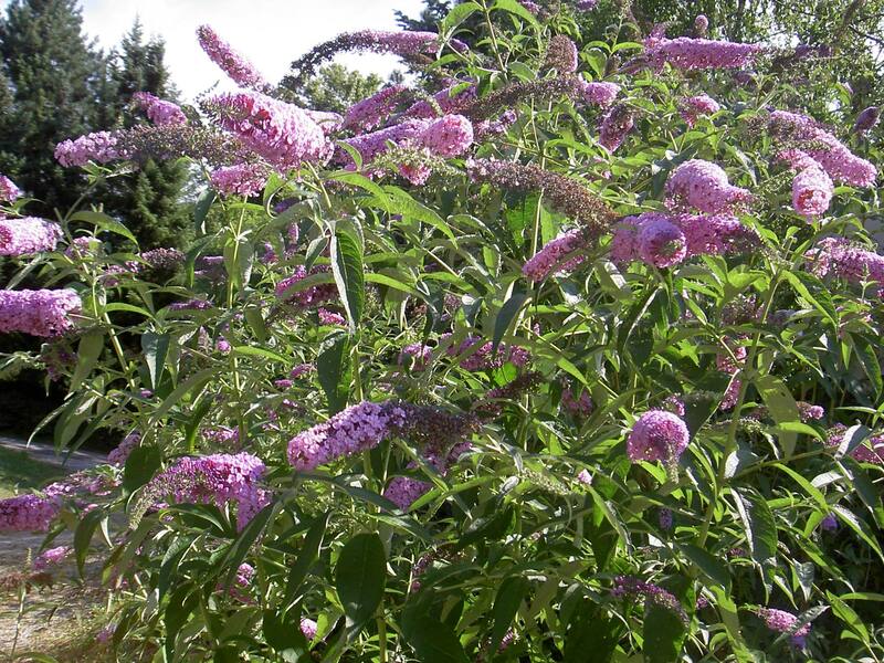 Las flores de la Buddleja davidii, "el arbusto de las mariposas", vestirá de violeta tu jardín (Foto Wikipedia)