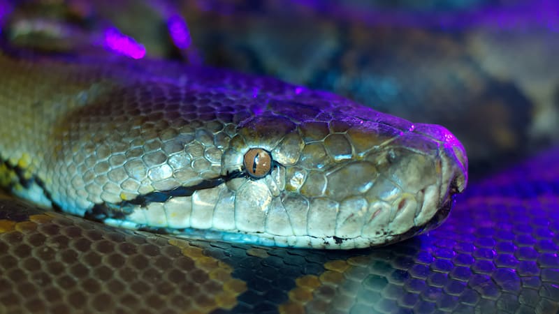 La liberación irresponsable de estas serpientes por parte de sus dueños contribuyó a su proliferación en la región.