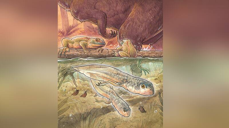 Reconstrucción en vida de Notobatrachus renacuajos y adultos. Crédito: Gabriel Lio - CONICET.