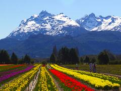 Orquídeas salvajes, bodegas y pesca con mosca en un pueblo patagónico de cuento