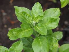 La hierba sagrada que reduce el estrés, mejora el sueño y refuerza la inmunidad