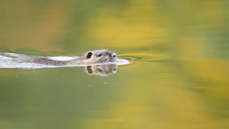El coipú ha encontrado en Cataluña un entorno favorable para su expansión.