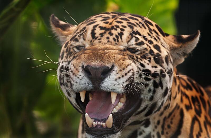 La UICN clasifica al jaguar como "casi amenazado" debido a la reducción de su población (Fuente: Pixabay)