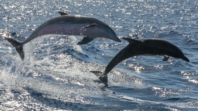 ¿Los Simpson lo hicieron de nuevo? Aumentaron los ataques de delfines en las playas y esto ocurría en la serie.
