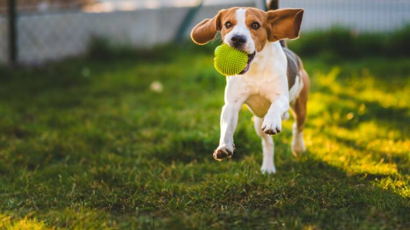 Nuestros animales son más que mascotas: son parte de la familia.