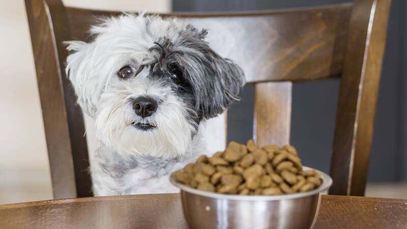El gasto en alimento para mascotas por persona es correlato del modo de relacionarse que en este país tienen con perros y gatos.