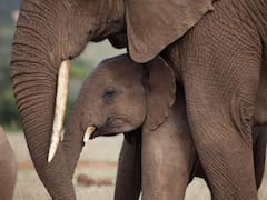 Asombroso: los elefantes planifican sus viajes para ahorrar energía y tienen en cuenta los recursos del camino