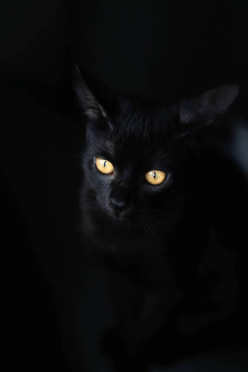 Gatos negros. Fuente: Pixabay.