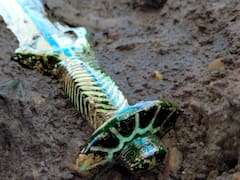 Descubren la Excalibur medieval perdida y se confirma la leyenda más grande de todos los tiempos