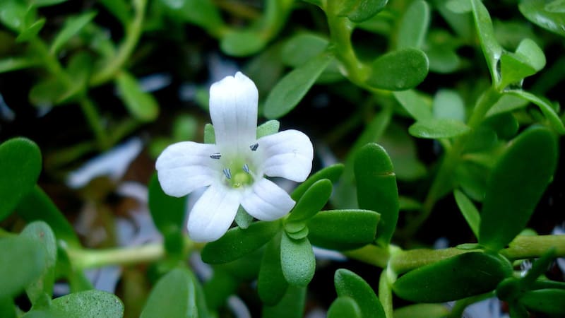 Los compuestos activos de esta hierba medicinal se asocian con efectos neuroprotectores y antioxidantes.
