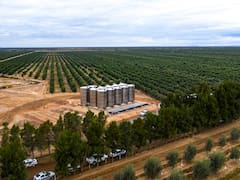 Con la planta más grande de la región SolFrut busca duplicar el share de su aceite de oliva