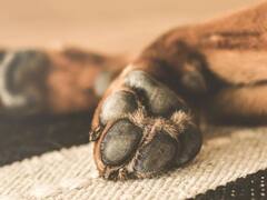 Cómo se despiden los perros antes de morir: tres señales que indican que nos están diciendo adiós