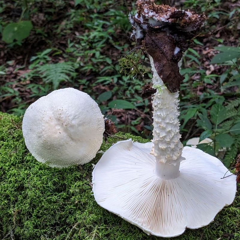 El Parque Nacional Baritú abarca más de 72 mil hectáreas de Yungas. (Foto: Instagram @lab_agaricales)