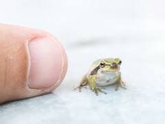 Descubren al segundo vertebrado más pequeño del mundo en Sudamérica: mide solo 6,95 milímetros de largo