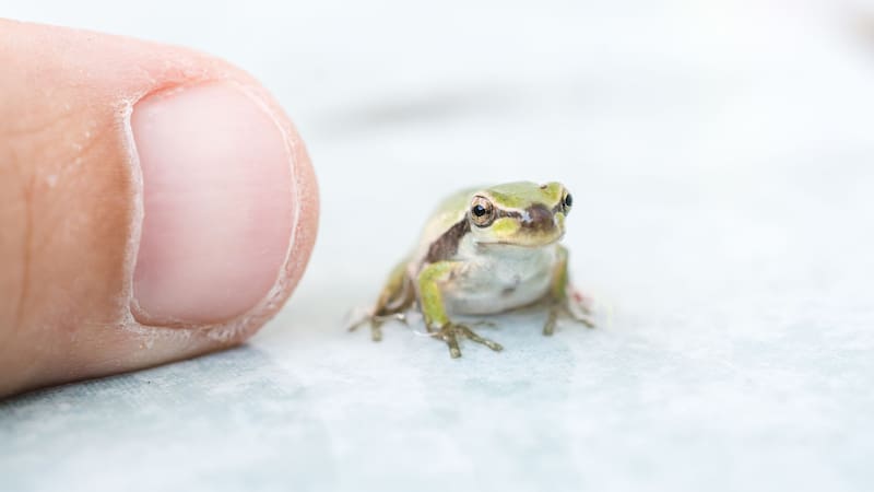 La nueva especie descubierta emite llamadas de baja frecuencia para comunicarse, lo cual es inusual.