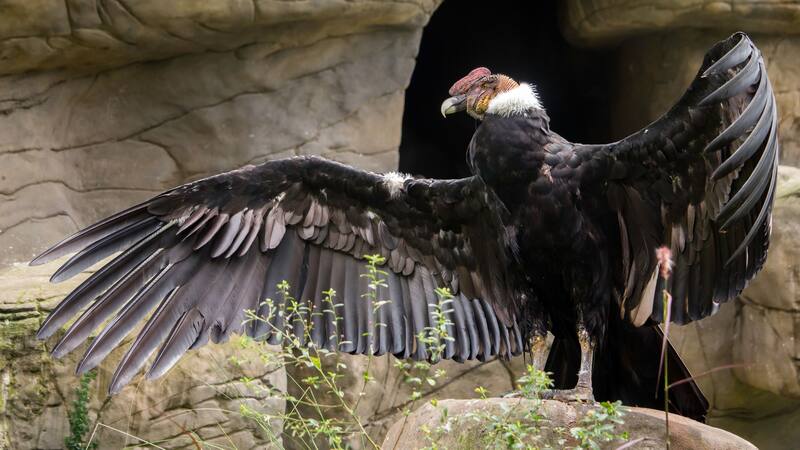 El imponente cóndor andino extiende sus alas, símbolo de poder y libertad en las alturas de Sudamérica.