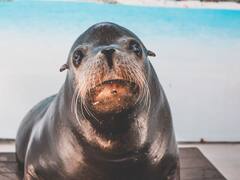 Desarrollo tecnológico sorprendente: un ingeniero mejora los parques eólicos inspirándose en los bigotes de las focas