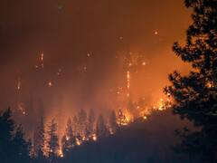 Descubrimiento científico: una investigación reveló cómo se protegen los árboles cuando hay un incendio forestal