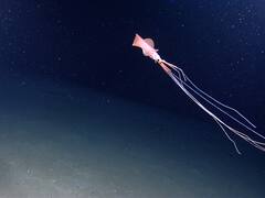 Hallazgo marino: el sorprendente calamar gigante con tentáculos de 8 metros que fue grabado en el fondo del mar