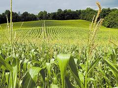 Brasil importa maíz argentino para alimentar ganado