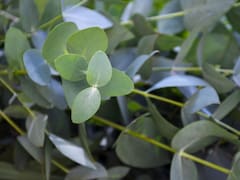 La planta medicinal que contribuye a aliviar los dolores de la artrosis y a reconstruir los músculos