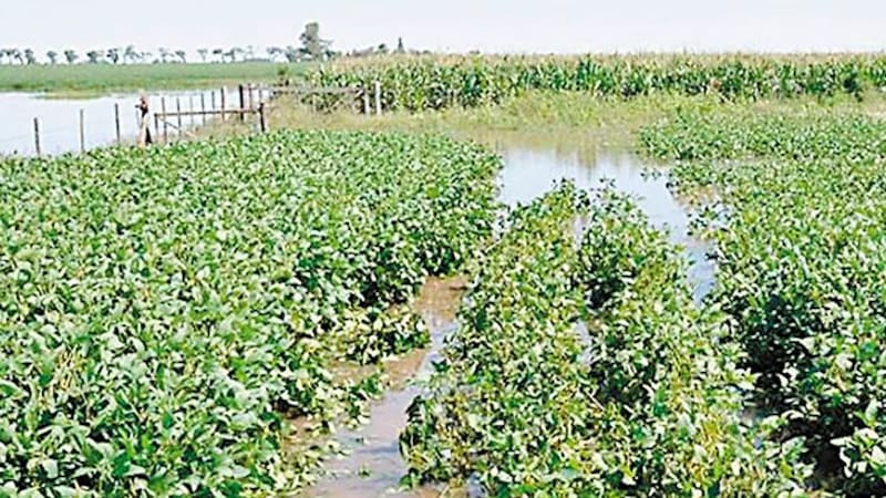 Alrededor de 1,05 millones de hectáreas de soja quedaron en el camino desde el inicio de la campaña