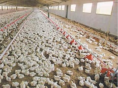 Advierten que los tarifazos agravan la crisis de los productores de pollos