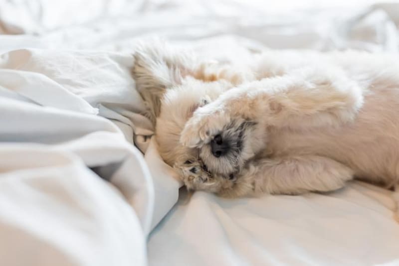Liberá a tu mascota de las pulgas con estos simples métodos naturales. (Foto: Archivo)