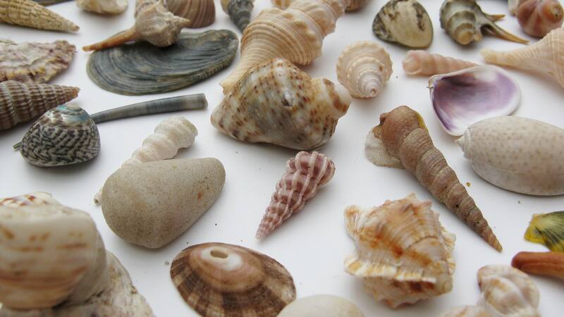 El autor de esta maravillosa obra recolectó los caracoles uno por uno y tardó 12 años en completarlo.